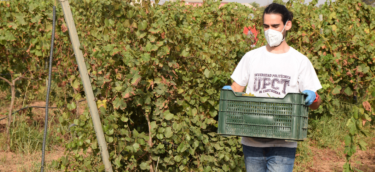 Estudiantes y profesores voluntarios vendimian 6.000 kilos de uva en los viñedos de la UPCT